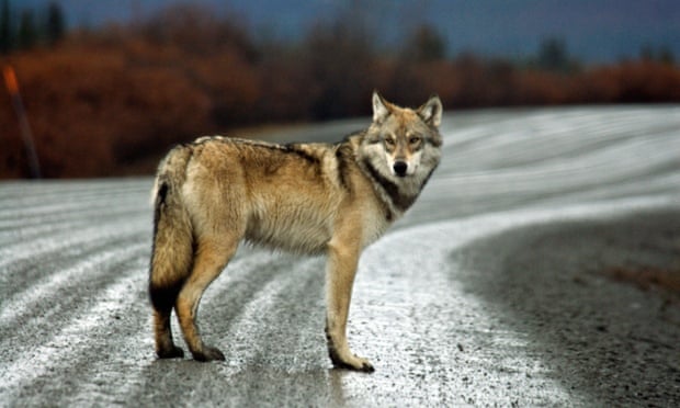 A gray wolf in Alaska.