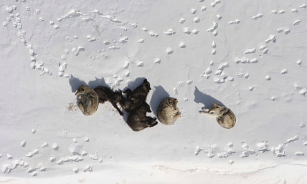 A wolf pack is pictured bedded down in the snow in Yellowstone National Park in this March 2007 photograph obtained on May 4, 2011.
