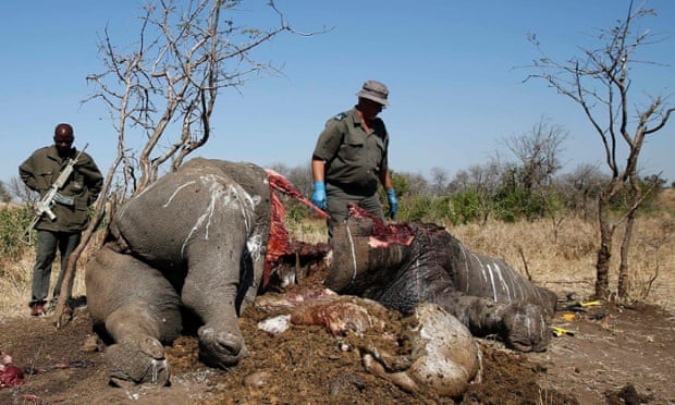 A ranger looks on after performing a post mortem on the carcass of a rhino after it was killed for its horn by poachers, at a crime scene in the Kruger national park in August 2014.
