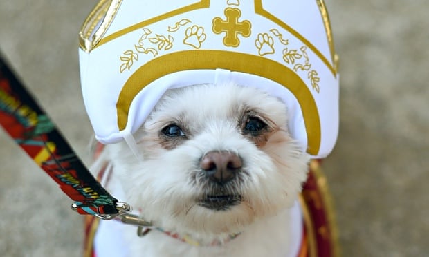 A dog dressed as the pope
