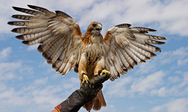 Red-tailed-Hawk--012.jpg