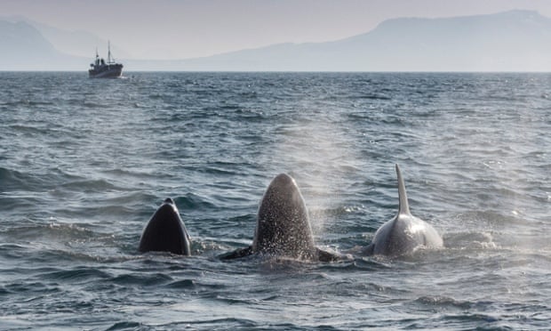 Scientists have only recently been studying the behaviour of the Grundarfjördur orca pods