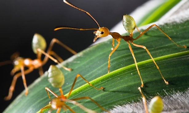 Green tree ants: Australia's indigenous people know all about their properties as a hangover cure, and their nutritional benefits