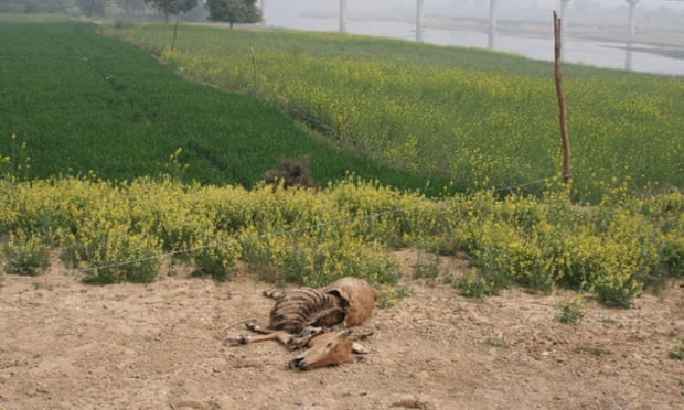 A nilgai electrocuted by a live wire protecting a crop field.