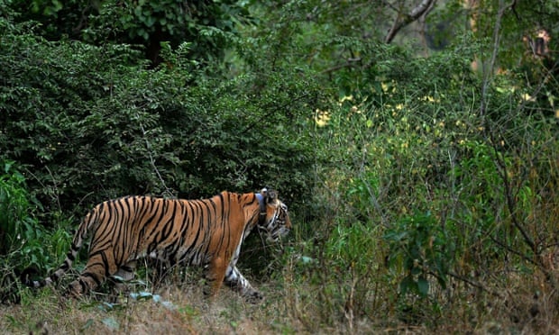 The radio collar fixed around the tiger's neck malfunctioned and officials couldn't monitor the animal.