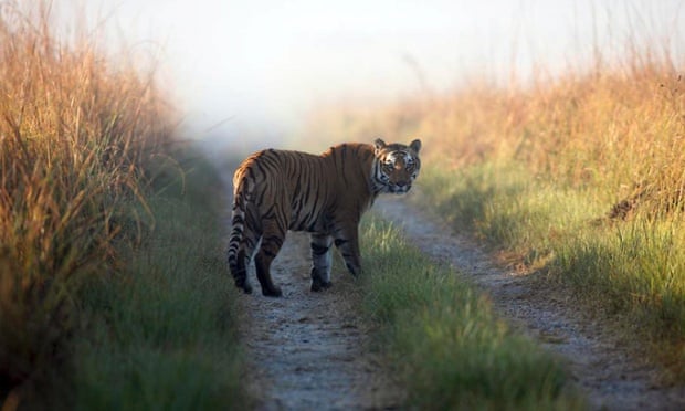 Tigers normally walk away from humans. When they chase humans, trouble follows.