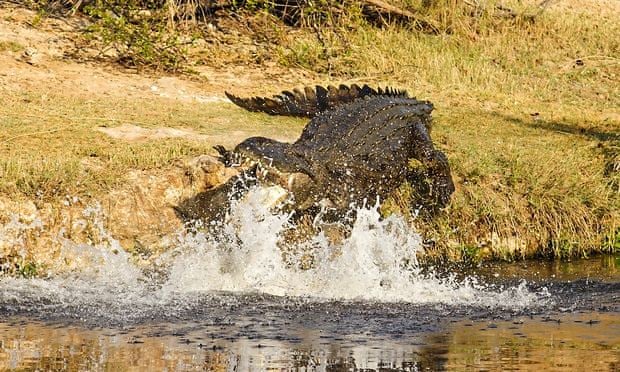 Crocodiles in Kruger national park