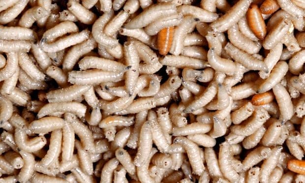 Brown Close up Closeup Full frame Maggot Maggots