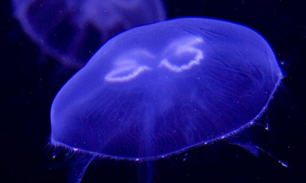 Common jellyfish