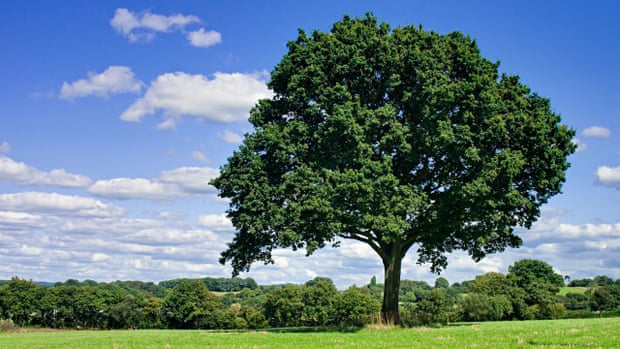 Oak tree in field