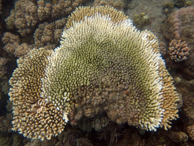 White syndrome coral disease