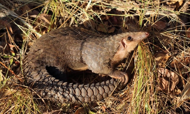 African White-bellied/Tree pangolin