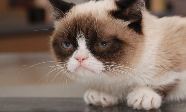 grumpy cat
