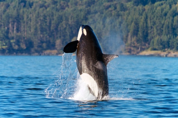An orca in San Juan Islands.