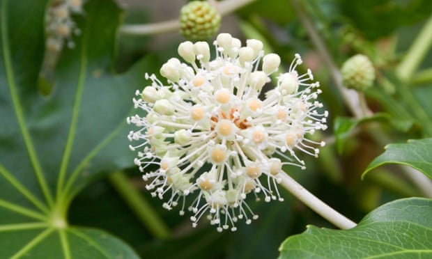 Fatsia japonica flowers