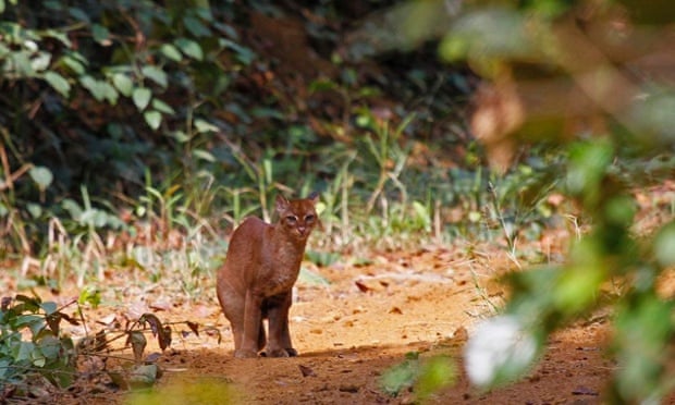 The Rare African Golden Cat