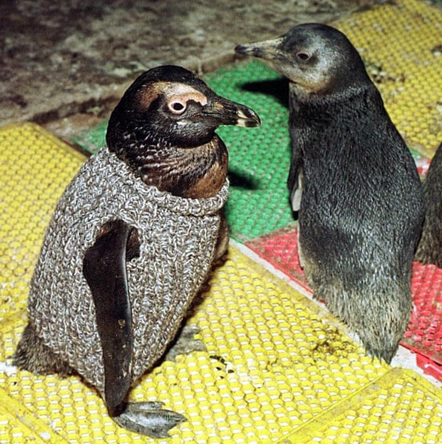 свитера для пингвинов