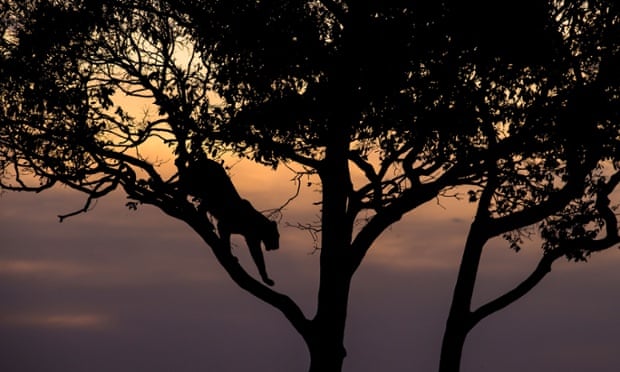 Leopards are adaptable creatures, living where ever there is plenty of rubbish and stray dogs