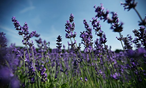 Organic Lavender Bloom In Surrey