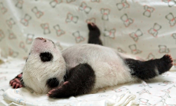 Giant-panda-Yuan-Yuan-see-010.jpg