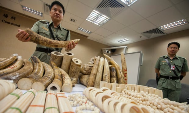 A Hong Kong Customs officer displays seized ivory at the Hong Kong international airport.
