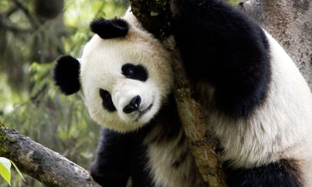 Good news for pandas, apparently