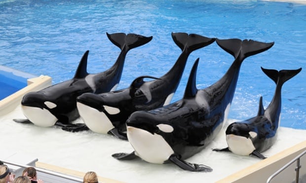 killer whales at SeaWorld San Diego