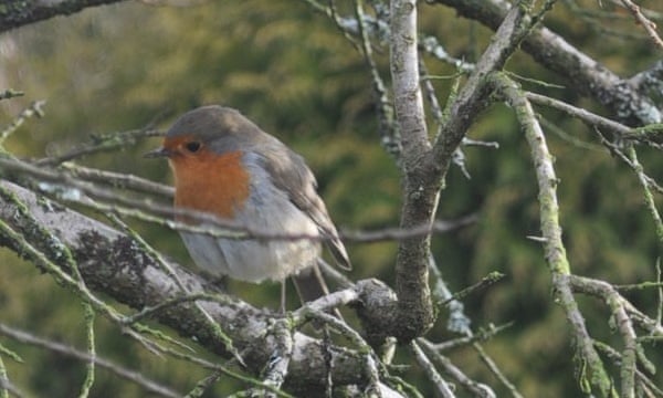 A robin in the garden
