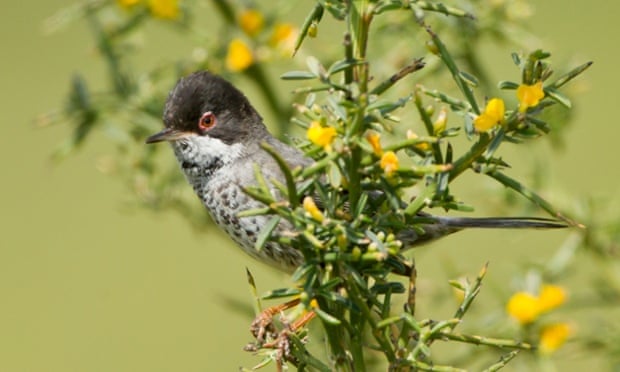 A male Cyprus Warbler.