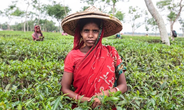 Bengali tea labourer
