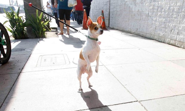 A fellow chihuahua in Los Angeles.