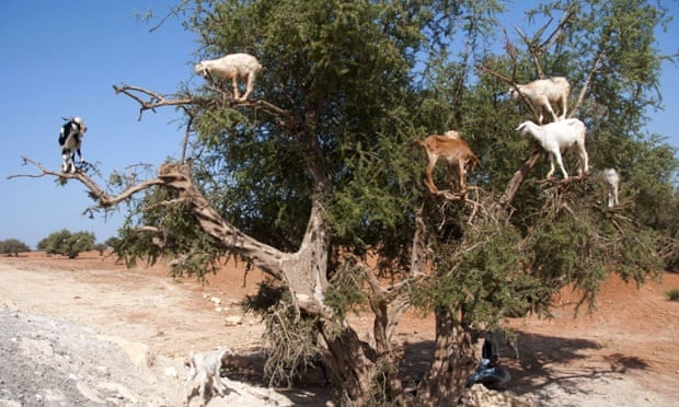 Argan tree