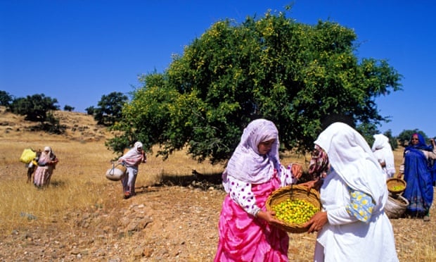 Morocco, Ait Baha, argan gathering at Ait Baha