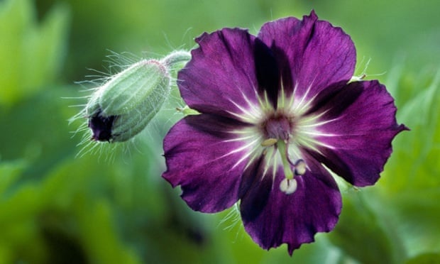 Perfect partner: the violet head of mourning widow (Cranesbill).