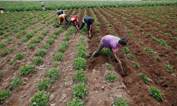 Los trabajadores rurales en un campo de patatas en Villapinzón, Colombia. 