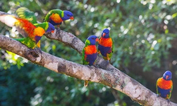 Five rainbow Lorikeet birds sitting on a branch