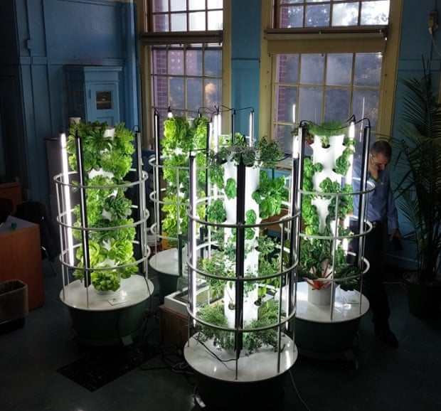 Growing lettuces in the classroom