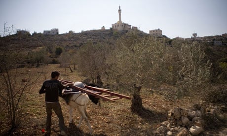 Olive harvest, Jenin