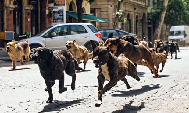 'Alarming': No dogs were harmed, promise the makers of White God.