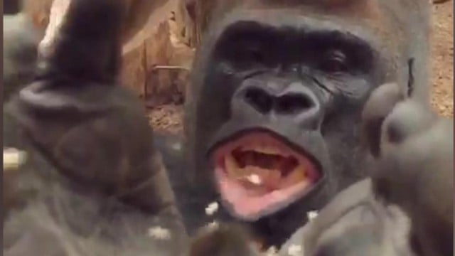 Guardian Australia: latest news, comment, reviews and sport | The.