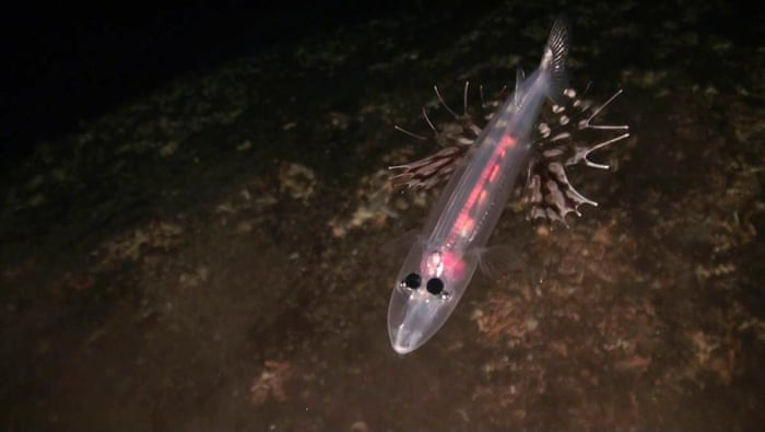 Brown-snout spookfish (Dolichopteryx longipes). El Hierro, Canary Islands, Spain. Ranger Expedition to the Atlantic Seamounts. September 2014. Oceana Ranger Expedition 2014Expedition Ranger 2014