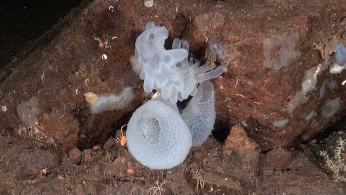 Hexactinellid sponges (Aphrocallistes beatrix y Regradella sp.). Punta Pequero, South of La Bonanza, El Hierro, Canary Islands, Spain. Ranger Expedition to the Atlantic Seamounts. September 2014.