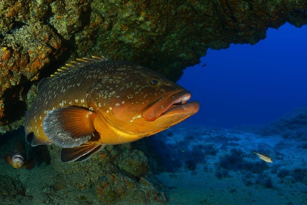 Dusky grouper (Epinephelus marginatus) in a cave. Punta Miradero, El Hierro, Canary Islands, Spain. Ranger Expedition to the Atlantic Seamounts. September 2014.