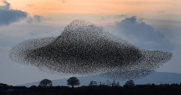 Murmuration of starlings in Gretna Green