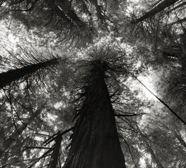 King's Canyon Sequoias, USA, 2006.