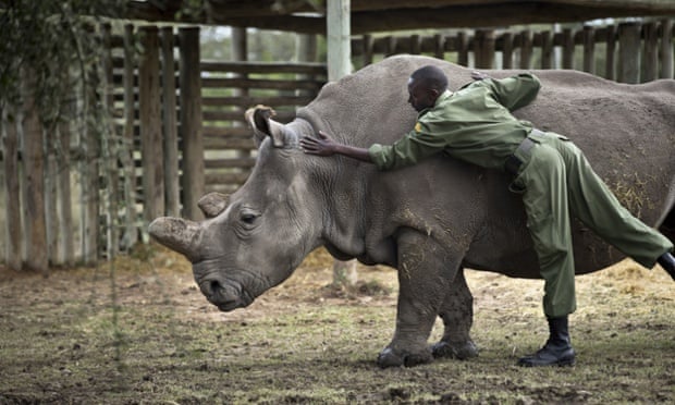 Keeper Mohamed Doyo leans over to pat female northern white rhino Najin in her pen where she is being kept for observation at the Ol Pejeta Conservancy in Kenya. One of the last six in the world has died in a San Diego safari park.