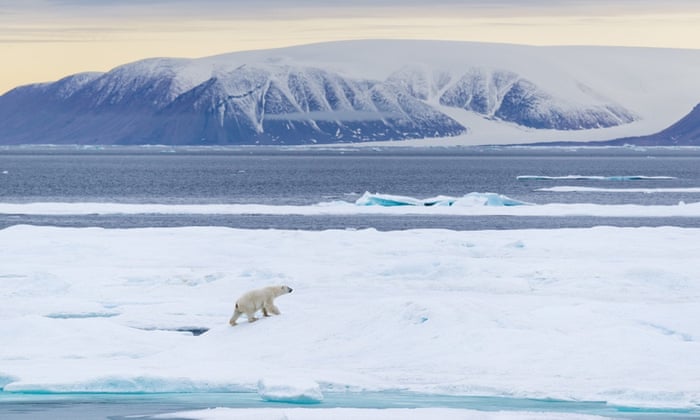 A polar bear traverse the ice in Canada.