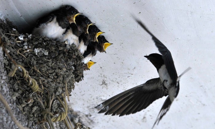 A swallow feeds her babies in their nest under the ceiling of a residential house in Dongfeng township of Guiyang, Guizhou province, China