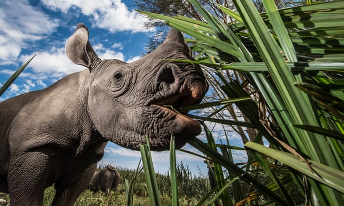 An orphaned baby rhino in Lewa Wildlife Conservancy, Ngare Ndare Forest, Kenya.