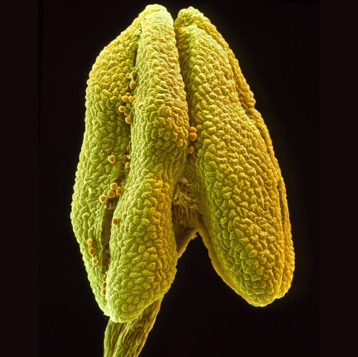 The anther of a flower of the small-leaved lime